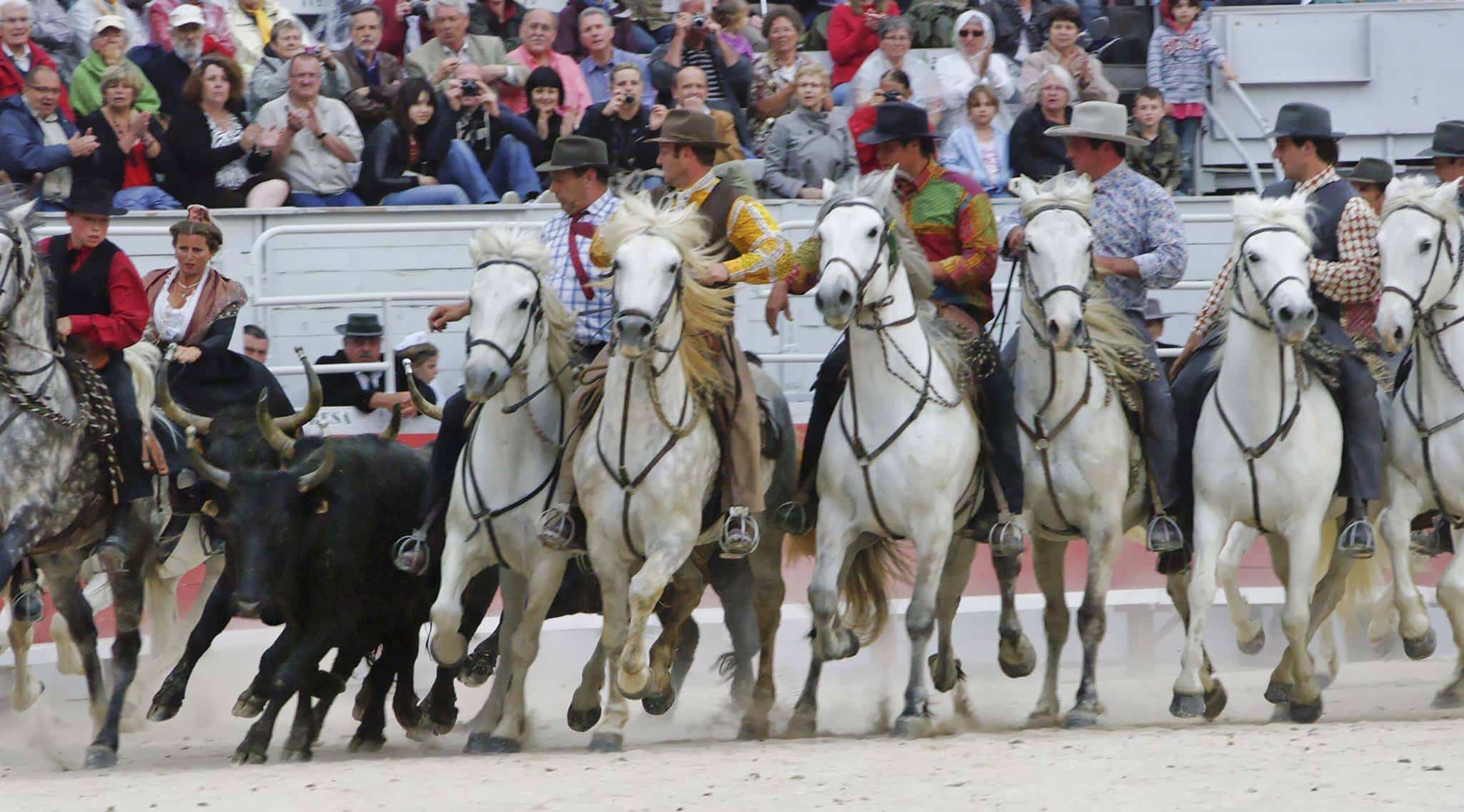 Spectacle équestre