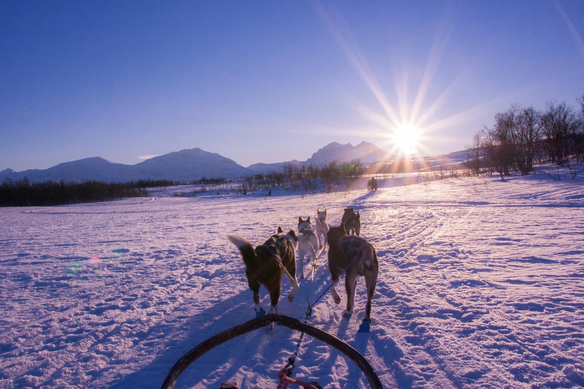 Balade en chiens de traîneau en Andorre