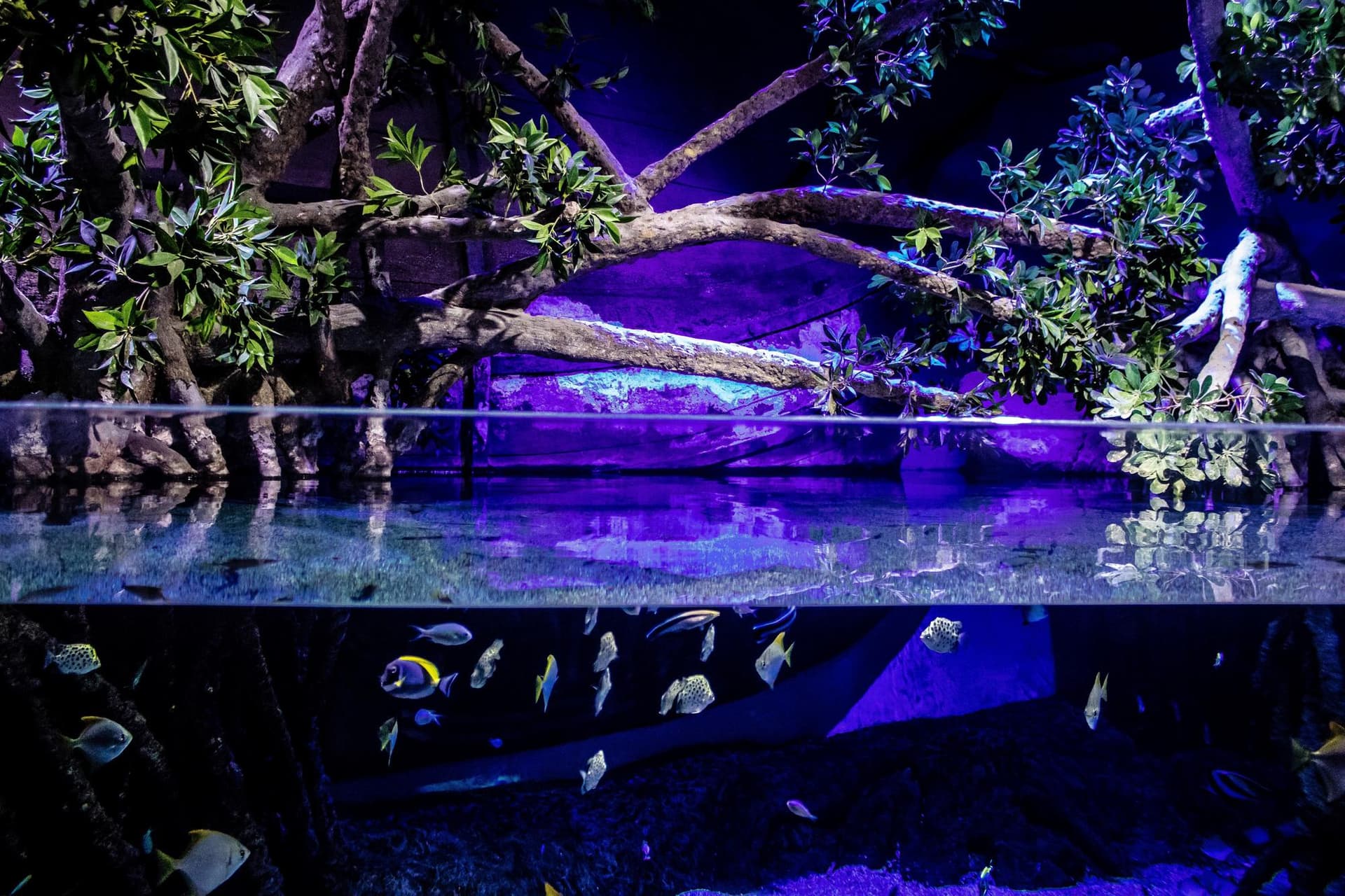 Aquarium de Séville