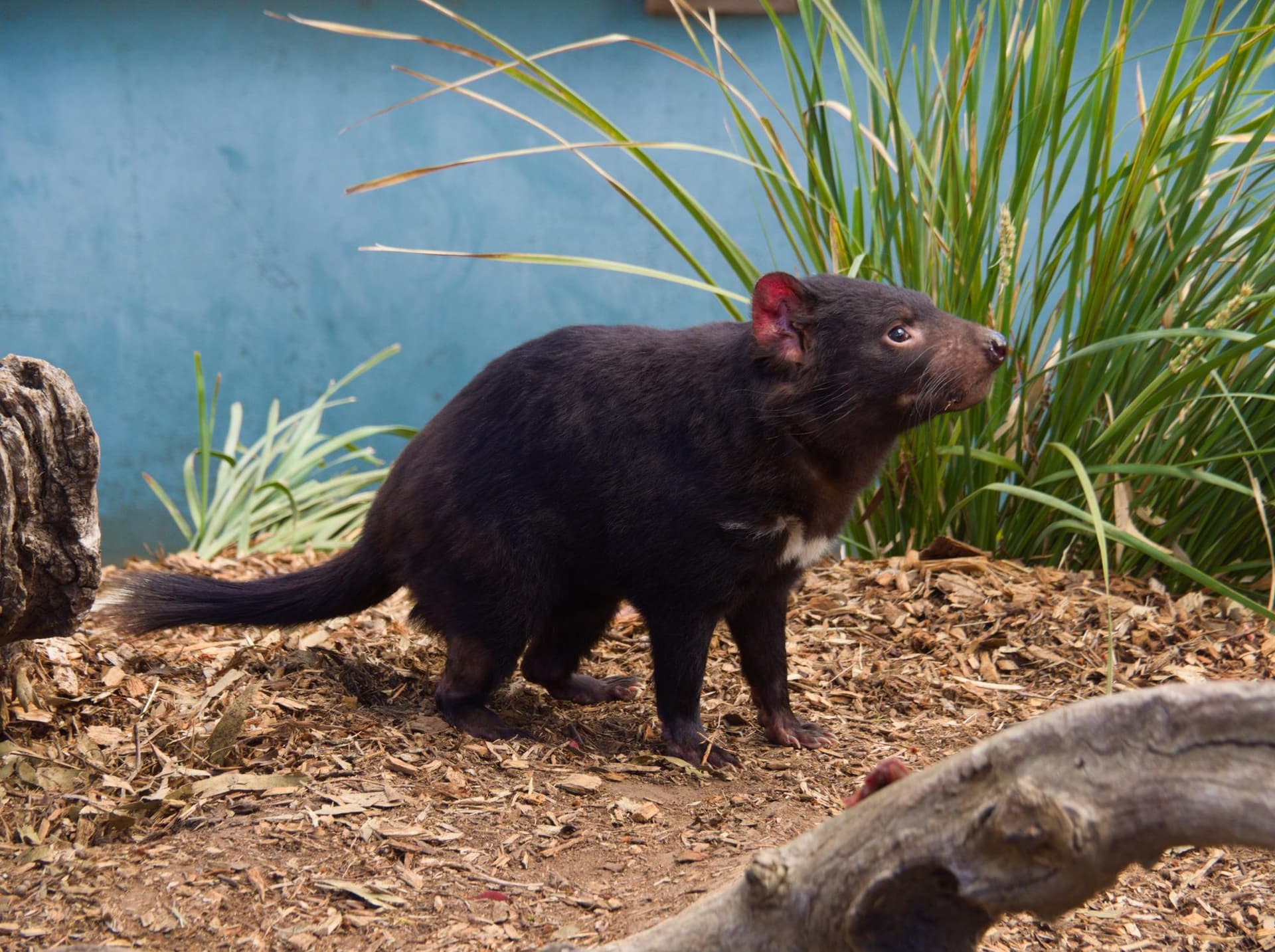 Bonorong Wildlife Sanctuary