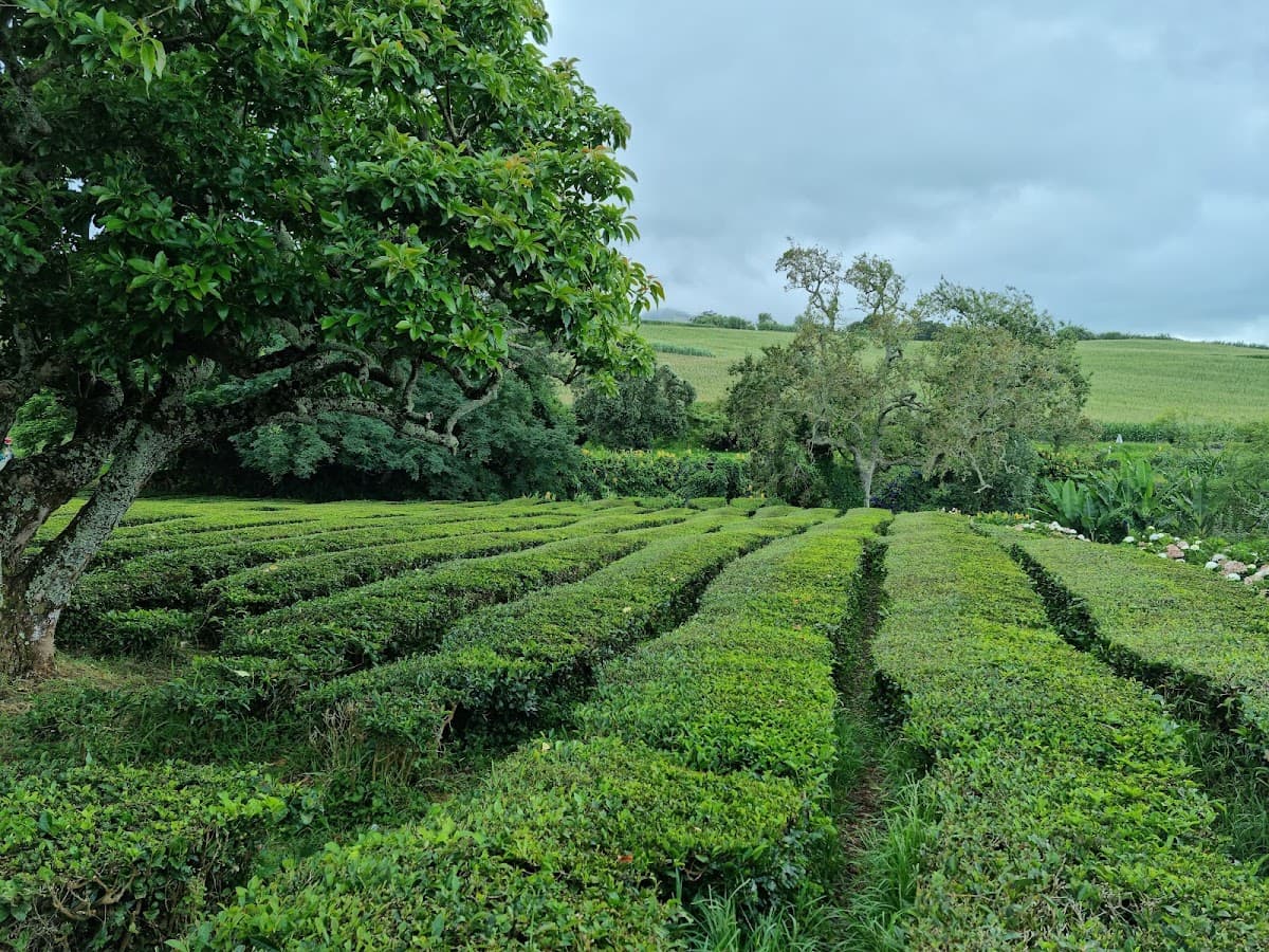 Fabrique de thé Gorreana