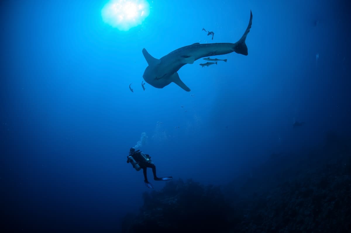 Plongée avec requin