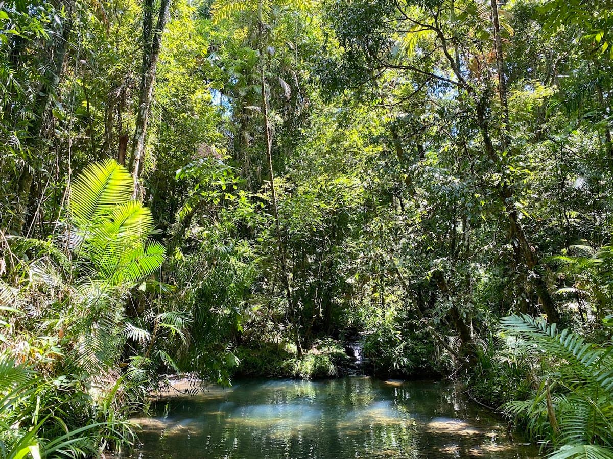 Forêt de Daintree