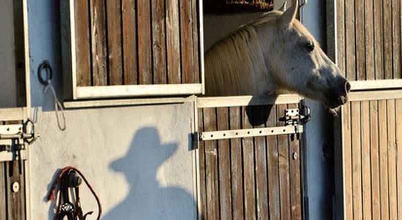 Cours d'équitation en Camargue aux Saintes-Maries-de-la-Mer