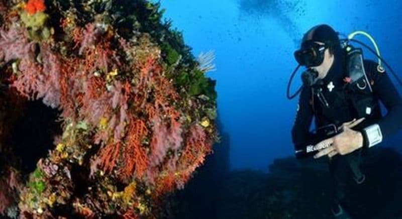 Billet Baptême de plongée à Belvedere-Campomoro
