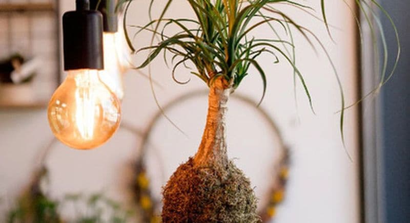 Billet Atelier de création d'un Terrarium ou Kokedama à Nantes