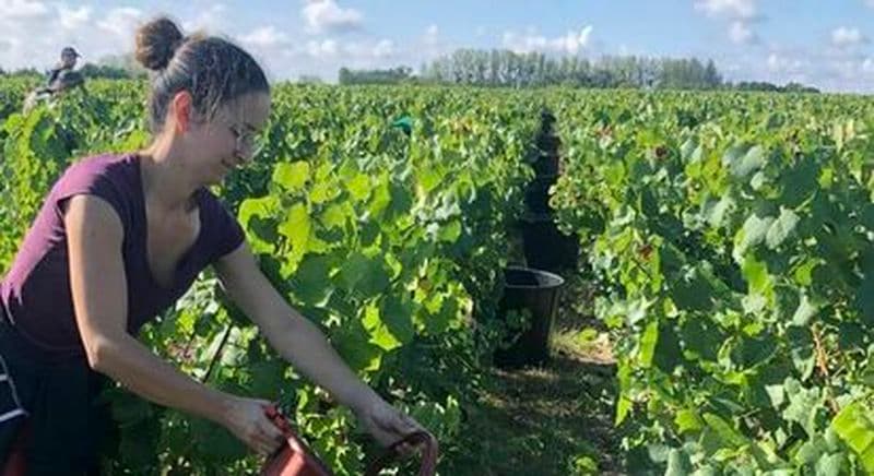 Cours d'œnologie dans un vignoble à Gorges