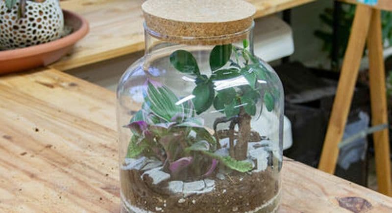 Billet Atelier terrarium à Reims