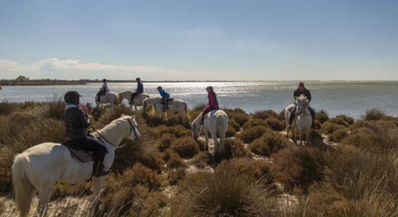 Balade à cheval au bord de l'étang de Vaccarès