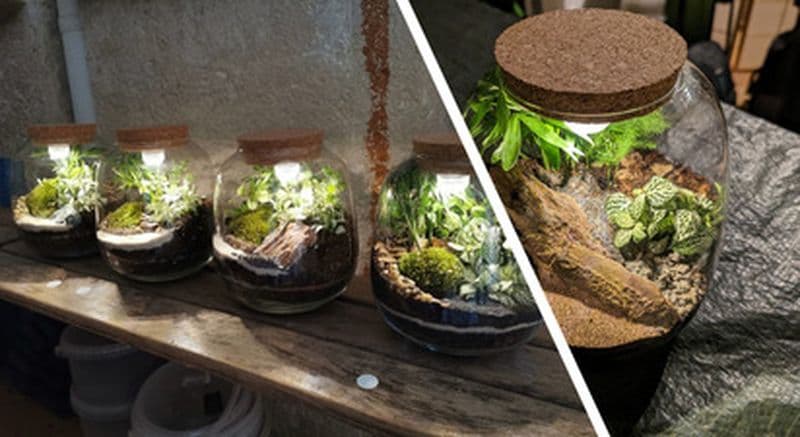 Billet Création d'un terrarium à Paris - Nation