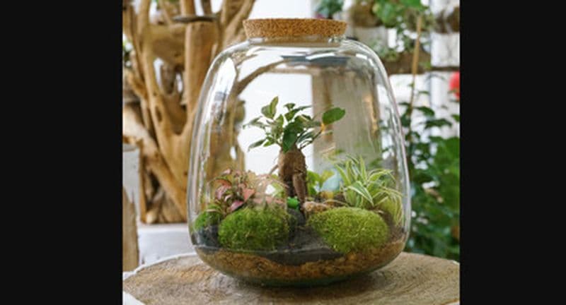 Billet Atelier de création d'un Terrarium à Paris 13