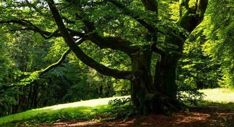 Randonnée accompagnée aux portes de Morvan