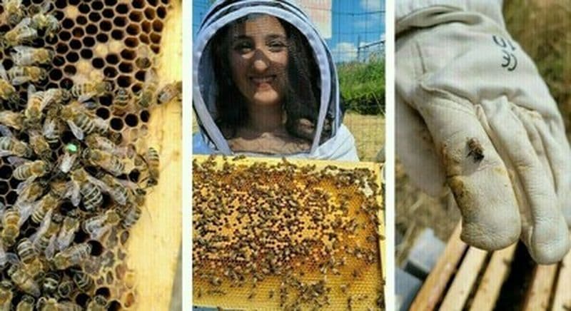 Billet Atelier découverte de l'apiculture à Vendenheim à proximité de Strasbourg