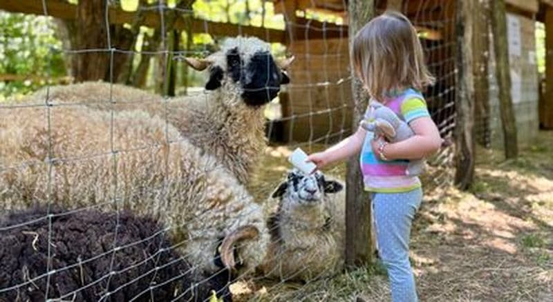 Billet Parc animalier près de Besançon - Accès estival