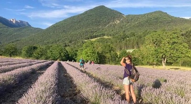 Randonnée guidée à la découverte de la lavande - Massif du Vercors
