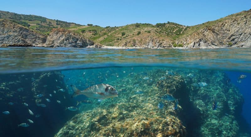 Billet Journée snorkeling et baptême de plongée près de Perpignan