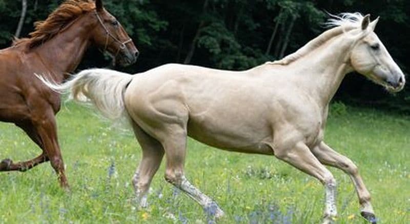 Balade aventure à cheval de deux heures dans les sentiers Savoyard à Cruseilles