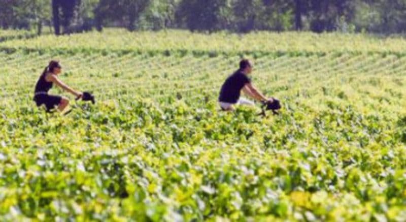 Billet Dégustation de vin et visite des vignobles près de Bordeaux