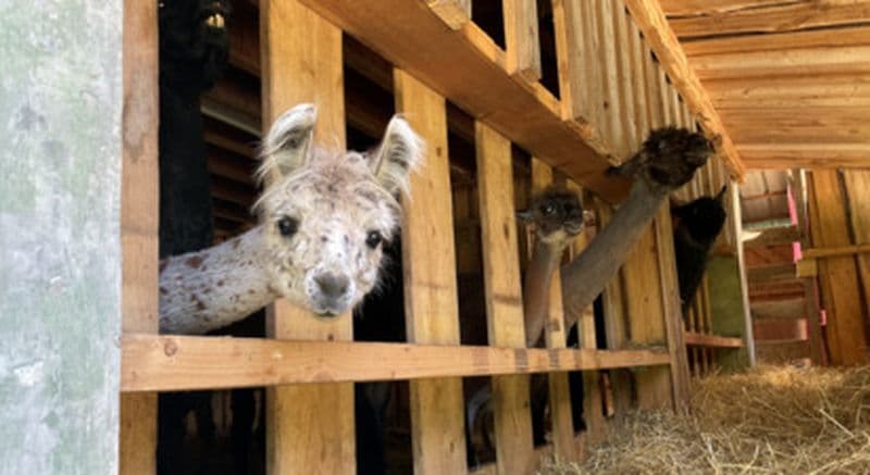 Parc animalier à Mamirolle - Les samedis à la ferme
