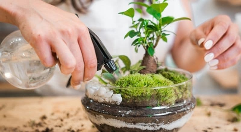 Création d'un terrarium en DUO à Dijon