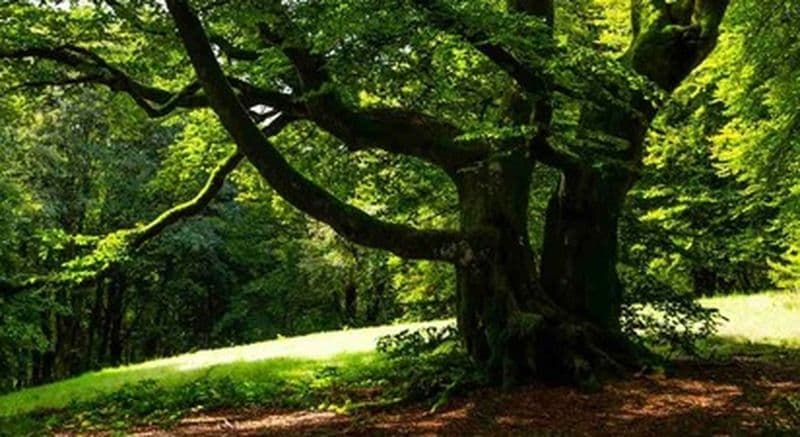 Randonnée accompagnée dans le Morvan