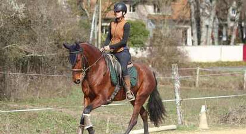 Cours d'équitation près de Poitiers