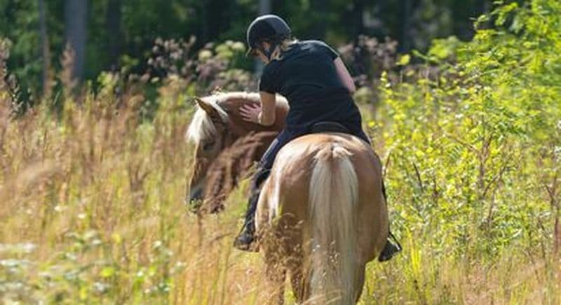 Balade découverte d'une heure à cheval dans les sentiers Savoyard à Cruseilles