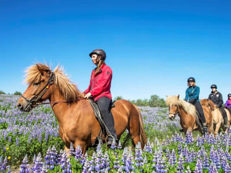 Billet Excursion en bateau et à cheval au départ de Reykjavík pour observer les macareux