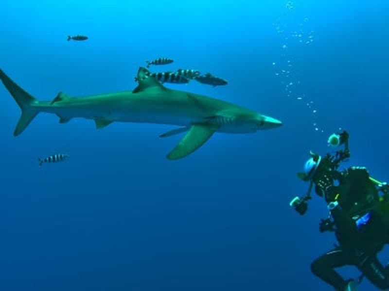 Plongée d'exploration guidée sur l'île de Faial, Açores