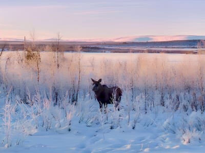 Safari d'observation de l'élan dans la vallée de la rivière Kalix depuis Kiruna