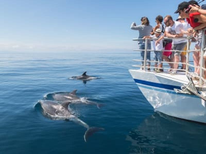 Billet Expédition observation des cétacés au départ d’Hendaye
