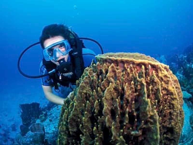 Baptême de plongée aux Trois-Îlets, Martinique