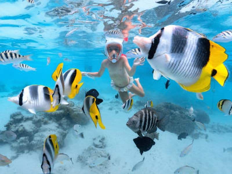 Billet Safari snorkeling à Moorea avec les dauphins et dans le lagon