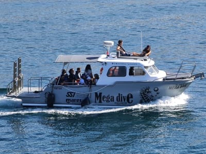 Observation des dauphins dans la réserve marine d’Arrábida depuis Sesimbra
