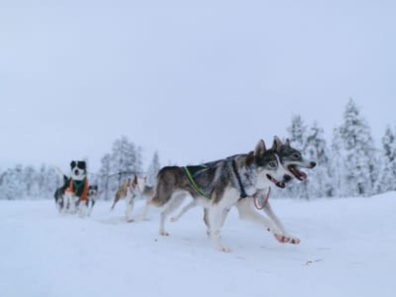 Billet Découvrez les chiens de traîneau avec un déjeuner arctique traditionnel à Kiruna