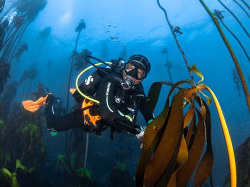 Billet Plongée côtière dans la forêt de kelp au Cap