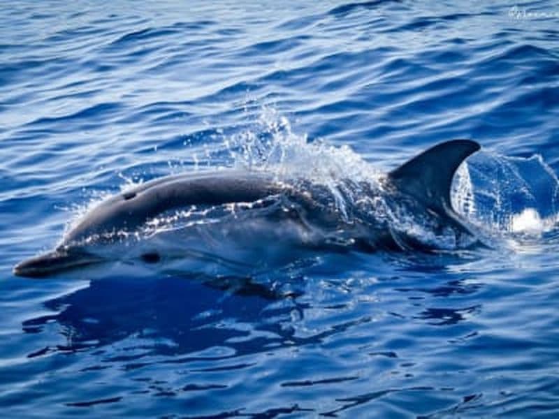 Billet Observation des cétacés dans le sanctuaire Pélagos depuis Monaco