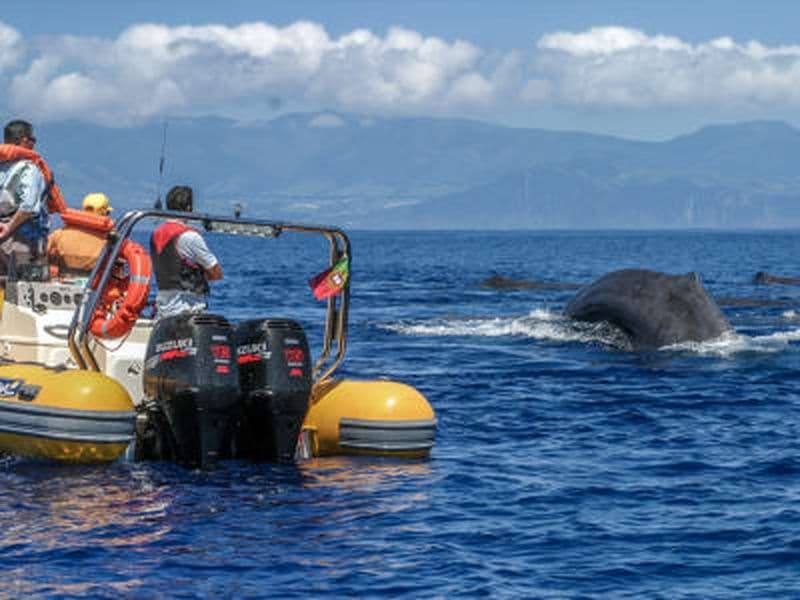 Billet Expédition d'observation des baleines et tour de l'îlot Vila Franca à São Miguel, Açores