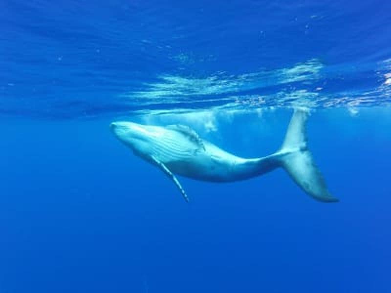 Billet Excursion rencontre avec les baleines à Bora Bora et mise à l'eau éventuelle