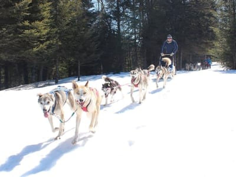 Balade en traîneau à chiens à Rivière-Rouge dans les Laurentides, Québec