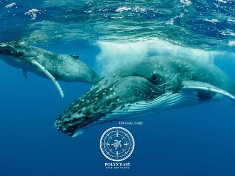 Billet Eco-tour à la rencontre des baleines à la presqu’île de Tahiti