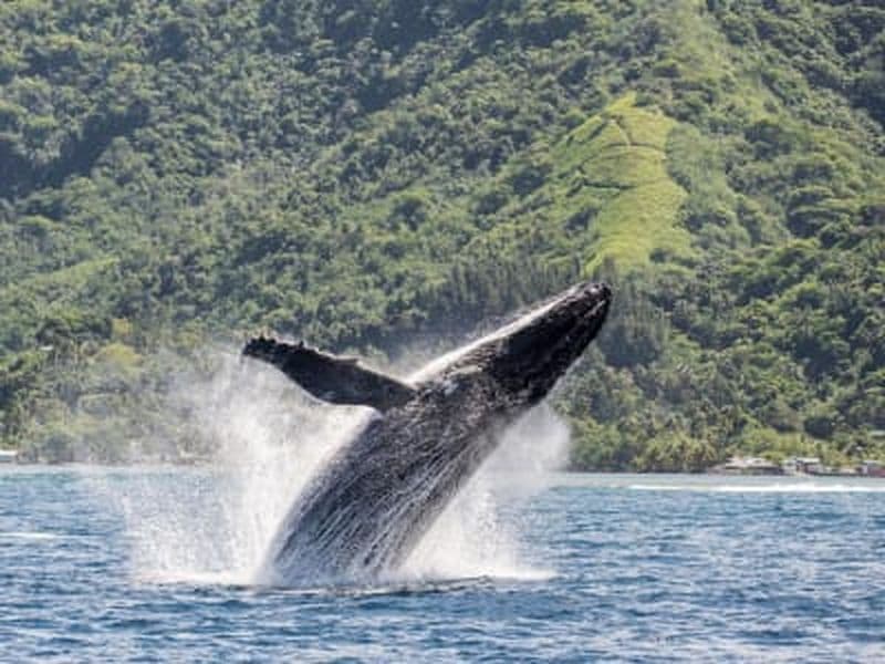 Billet Observation des baleines à Tahiti Iti, presqu'île de Taiarapu
