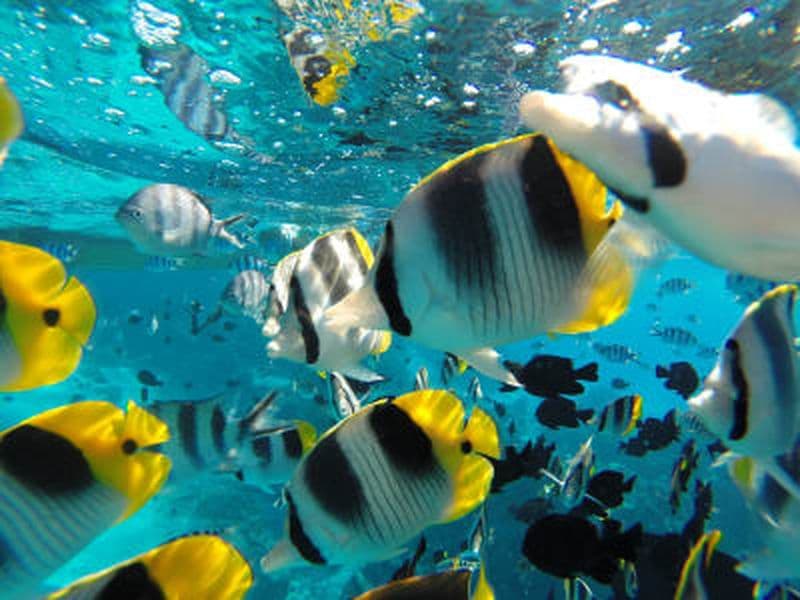Billet Excursion snorkeling dans le lagon de Bora Bora