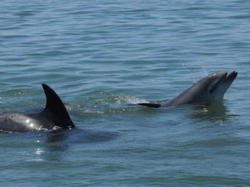 Observation des dauphins dans le parc marin du professeur Luiz Saldanha, près de Lisbonne
