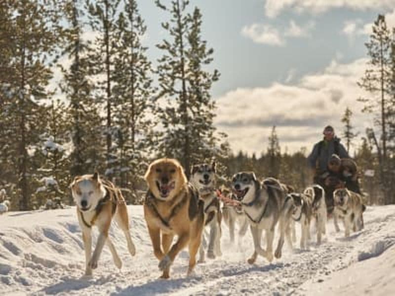 Demi-journée de chiens de traîneau près de Kiruna, Suède