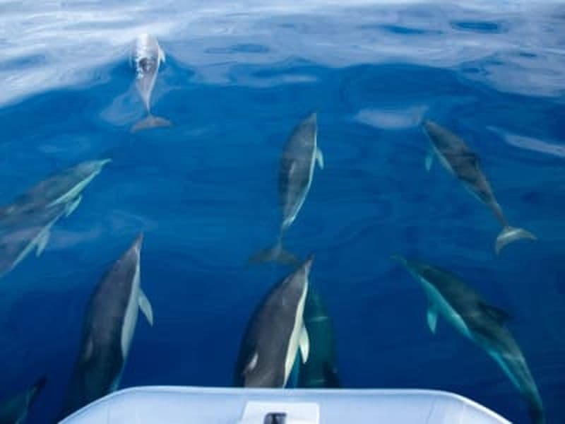 Billet Observation des cétacés à São Jorge dans les Açores