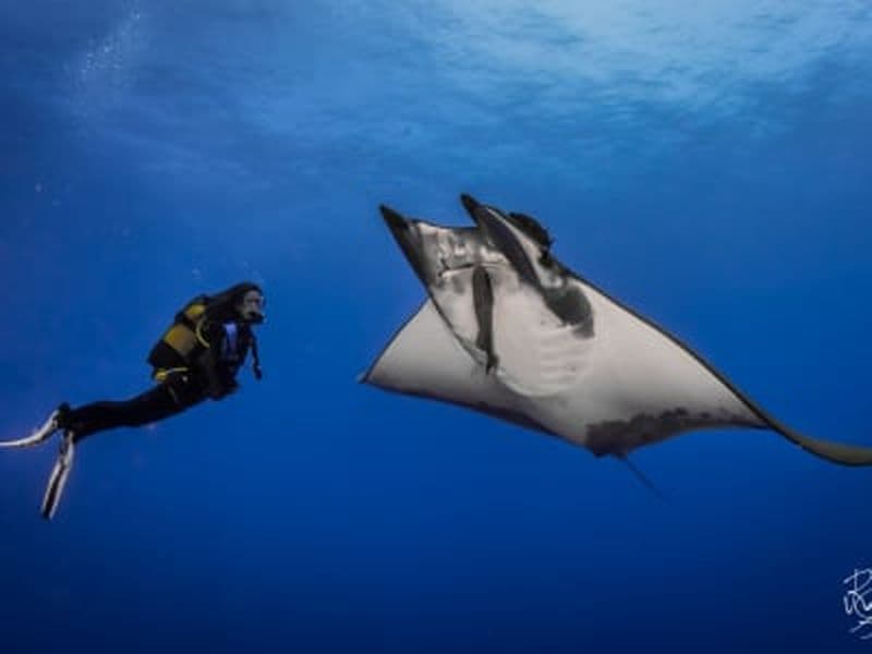 Billet Plongée d'exploration guidée sur l'île de Santa Maria, Açores