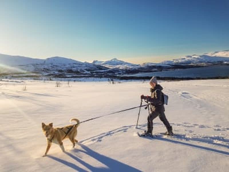 Randonnée en raquettes avec des Huskies à Kvaløya depuis Tromsø