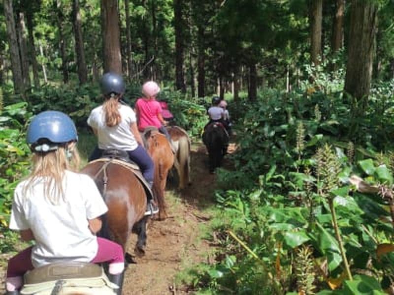 Billet Balade à poney pour enfants sur le Piton Maïdo, La Réunion