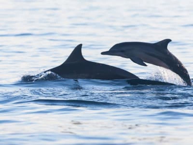 Billet Excursion d'observation des cétacés et animaux marins dans la baie de Saint-Leu à La Réunion